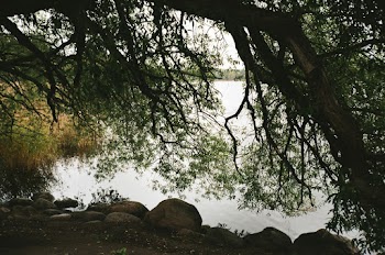 Trees Near Body of Water