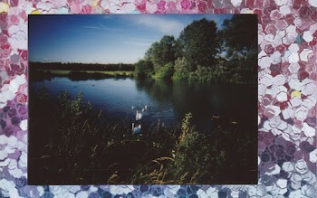 Trees Near Body of Water Photo