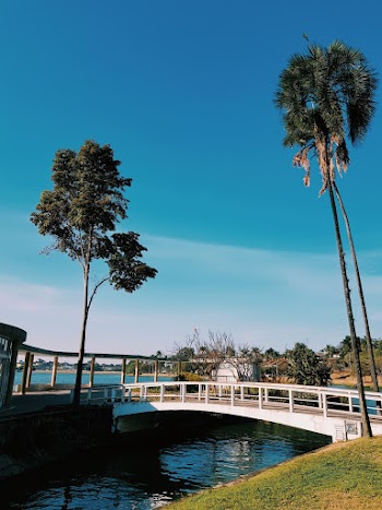 Trees Near Bridge
