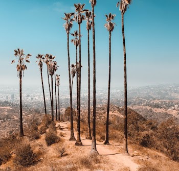 Trees Near Dried Grass Under Clear Sky
