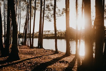 Trees Near Lake