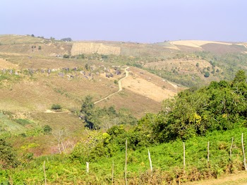 Trees Near Mountain