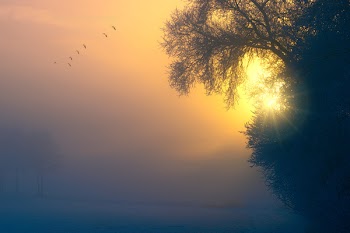 Trees Near River during Golden Hour