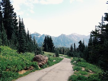 Trees Near Road