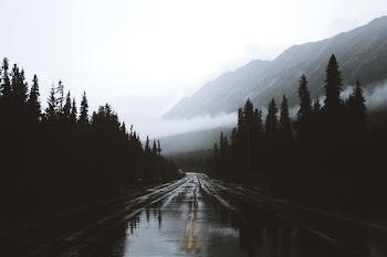trees near road leading to mountain