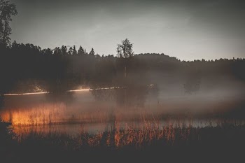 trees near water with sun rays