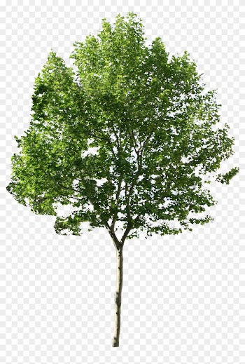 Trees No Background Png For Photoshop - Photoshop Tree Png