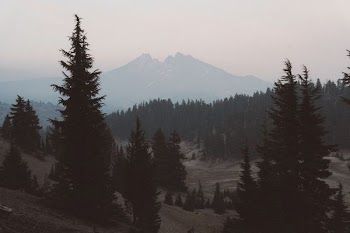 trees on body of mountain