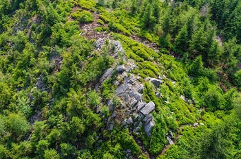 Trees on Cliff