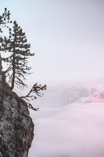 Trees on Cliff