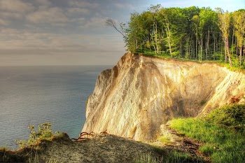 Trees on Cliff Beside Shoreline