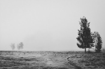 Trees on Field during Day