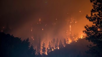 trees on fire