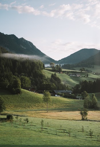 Trees on Hill