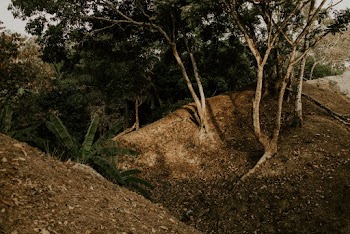 Trees On Hills