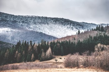 Trees on Hills