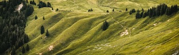 Trees on Hills