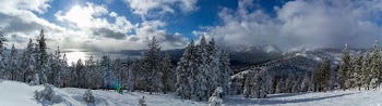 Trees on Hills Covered With Snow