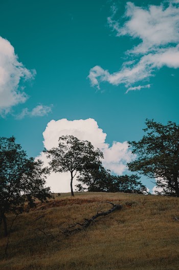 trees on hillside