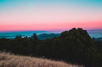 trees on hilltop