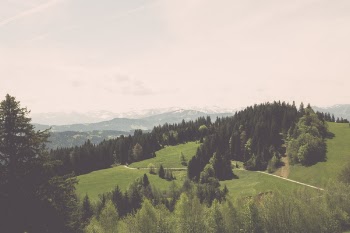 Trees on Hilltop