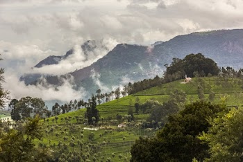 Trees on Mountain