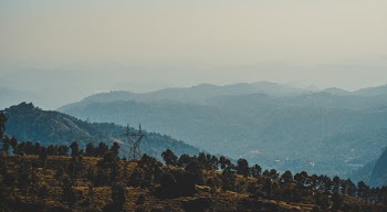 Trees on Mountain at Daytime Landscape Photography