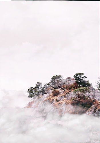 Trees on Mountain Cliff Surrounded by Fogs