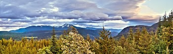 Trees on Mountain Terrain