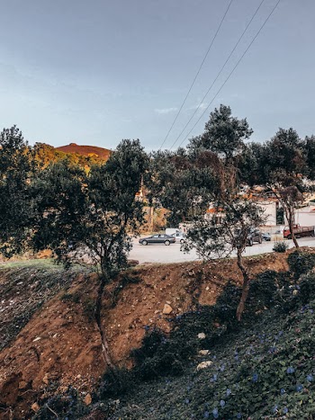 Trees on Roadside Cliff
