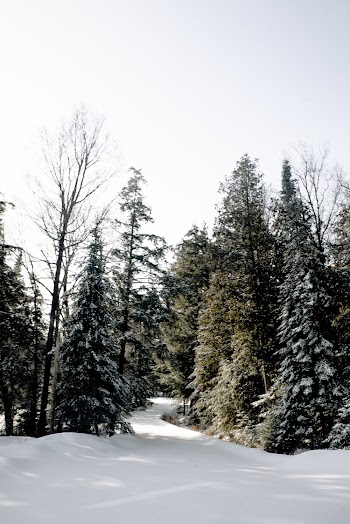 Trees on Snowcovered Field Under Clear Sky