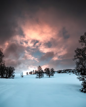 Trees on Snowfield
