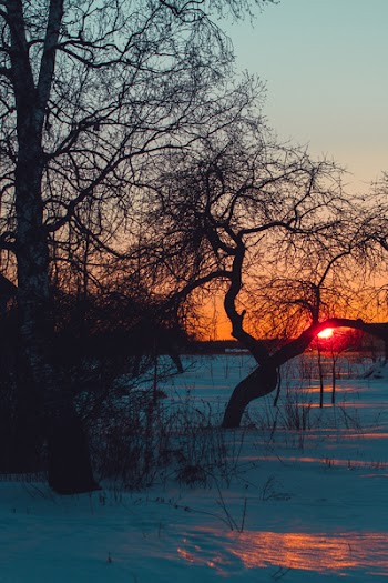 Trees on Snowy Field at Sunset