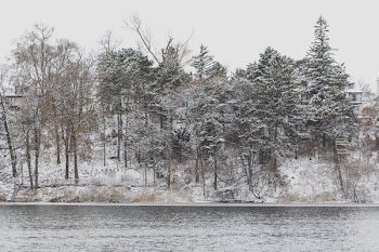 Trees On Snowy Hill