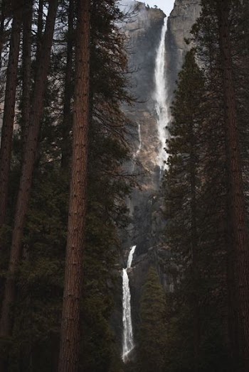 trees overlooking Angel Falls Venezuela at daytime