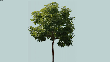 Trees PNG | 3D Warehouse