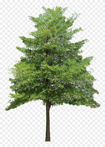 Trees Png Images Hd