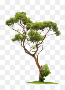 Trees PNG & Trees Transparent Clipart Free Download - Tree - Trees.