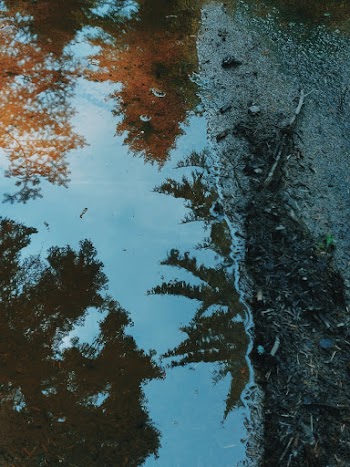 Trees Reflection on Puddle of Water