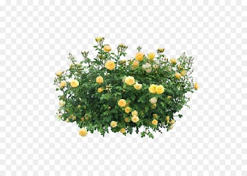 Trees & Shrubs Portable Network Graphics Rose Clip art - rose 