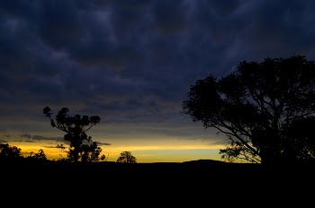 Trees Silhouette during Sunset