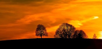 trees silhouette during sunset