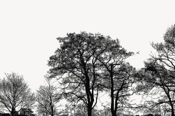 Trees silhouette, nature border background | Free PSD - rawpixel