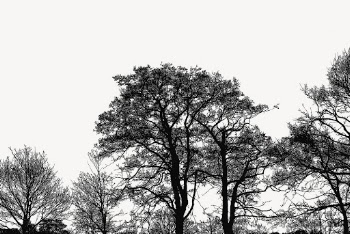 Trees silhouette, nature border background | Free Vector - rawpixel