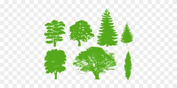 Trees Silhouette Variety Identification Is - Trees Silhouettes