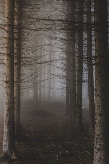 trees surrounded with fogs