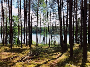Trees Surrounding Body of Water