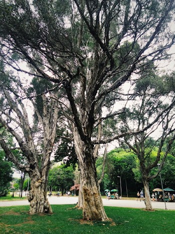 Trees Surrounding Park