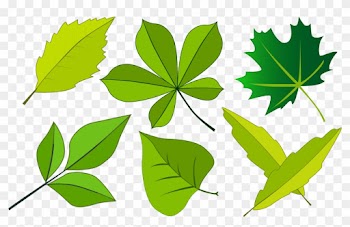Trees - Theme Leaf Png