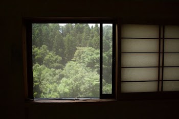 trees through window